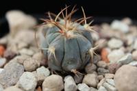 Echinocactus horizonthalonius PD 66.jpg